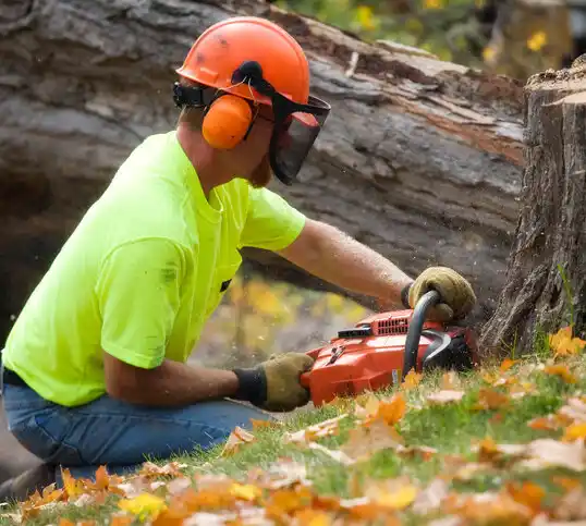 tree services Mount Morris